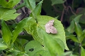HESPERIIDAE, (Pyrginae), Polyctor enops